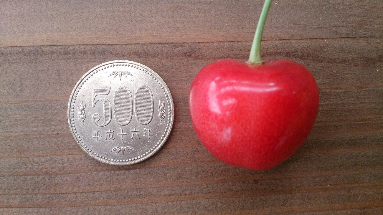 大きな果実と肉厚な果肉が特徴の上山発祥品種のさくらんぼ「大将錦」