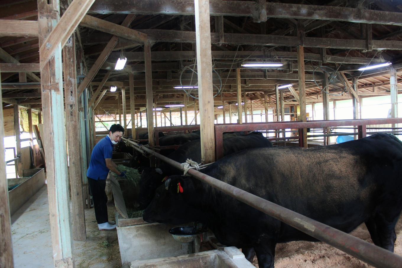 熟練の世話主によって丹波牛は大切に育てられています。