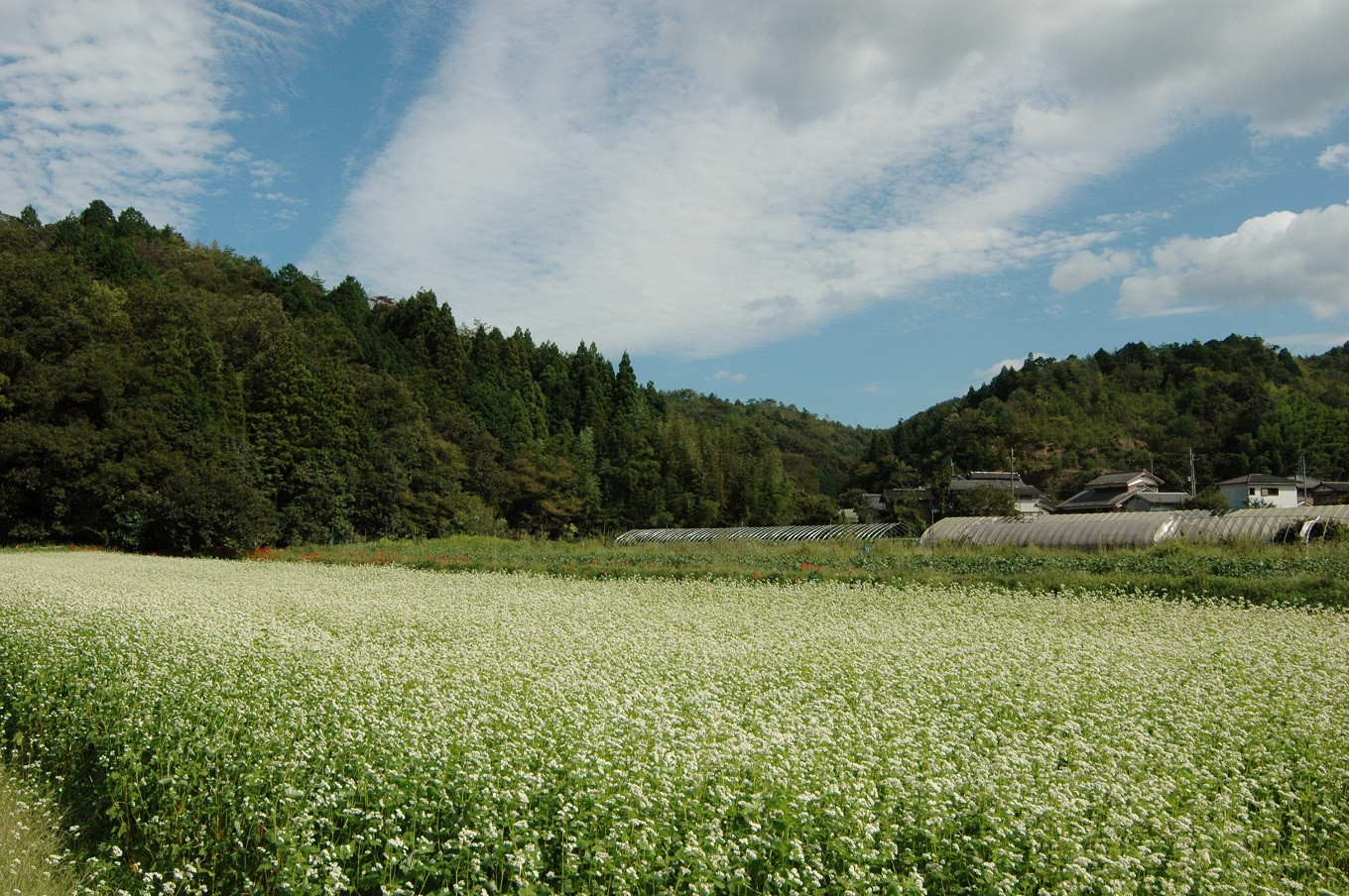 「瑞穂そば」の産地。一面に白い花が広がる蕎麦畑の美しい風景。