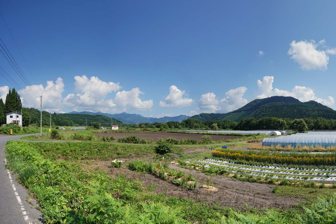 かすみ草 育て方 北海道