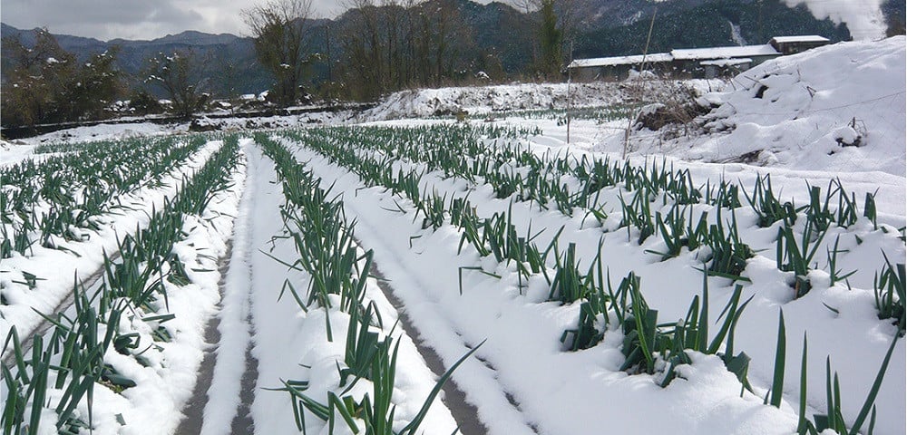 ねぎのチカラ 3箱＜60包×3か月分＞【1294732】 - 兵庫県朝来市｜ふるさとチョイス - ふるさと納税サイト