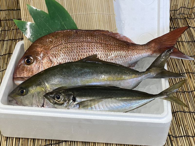 指宿産直便】漁師が選ぶ季節の鮮魚便 贅沢セット(指宿山川水産/022