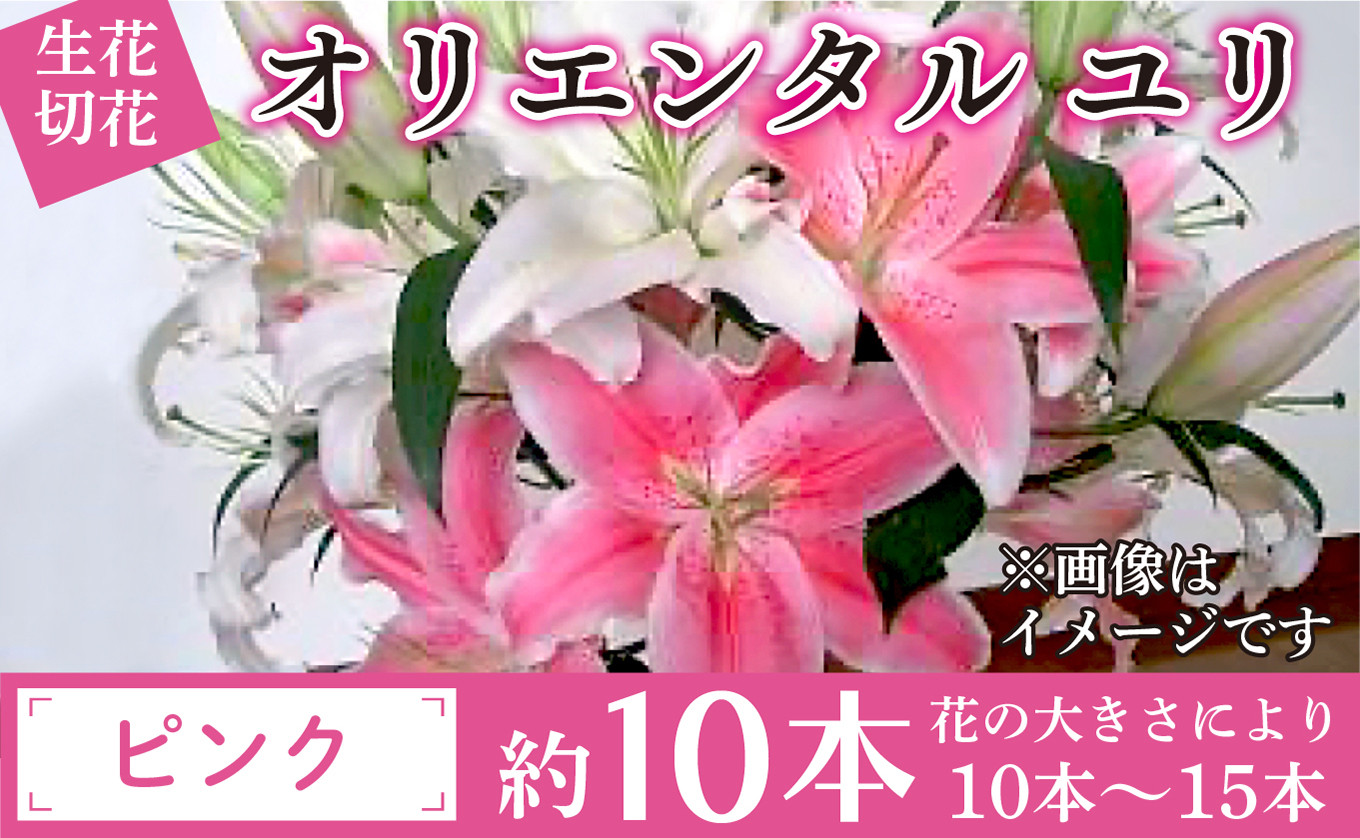 P 3 新鮮な生花 切花 オリエンタル ユリ ピンク 約10本 千葉県富里市 ふるさと納税 ふるさとチョイス