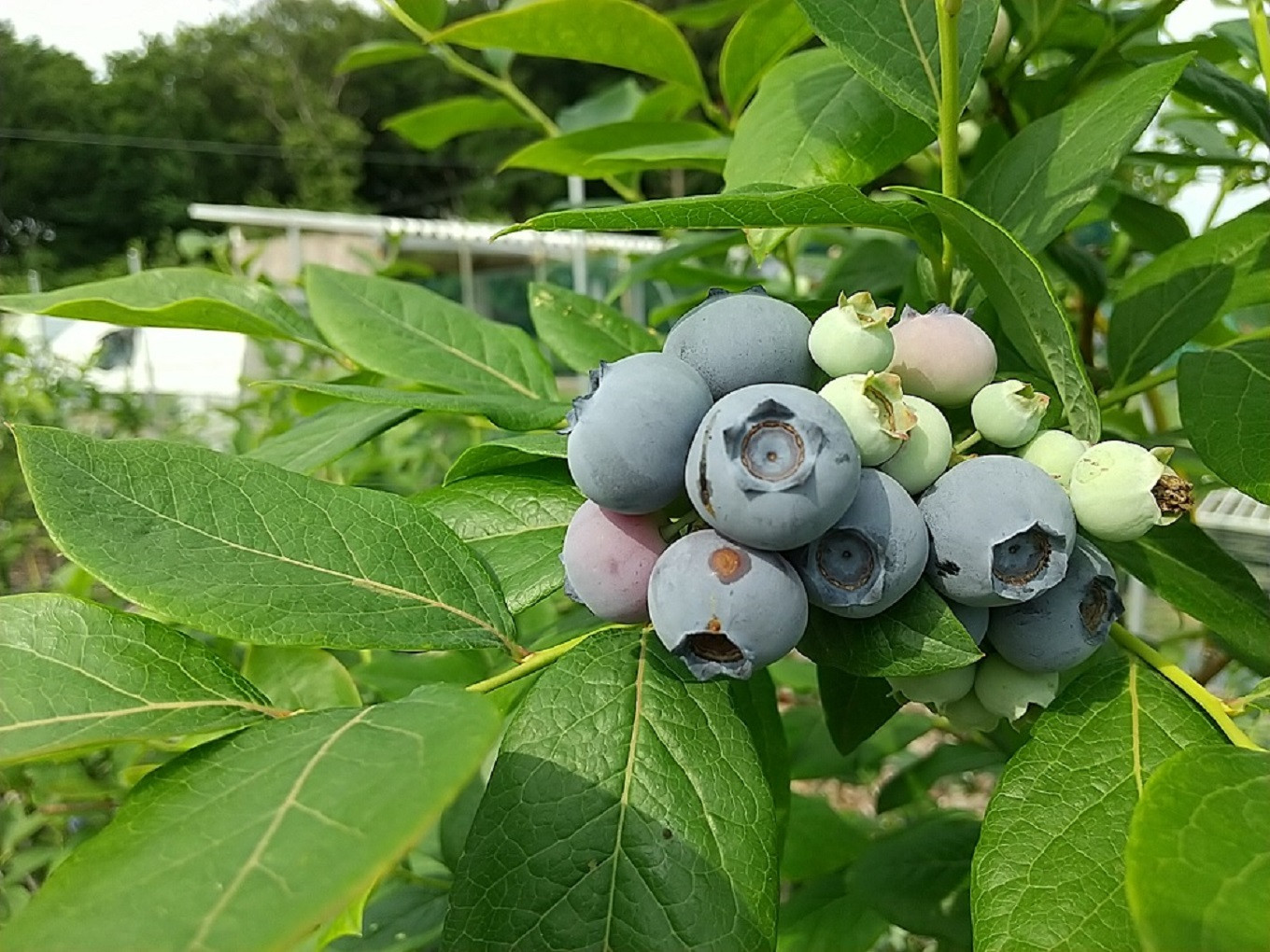 ⑤柿 無農薬 期間栽培中不使用 家庭菜園 果物