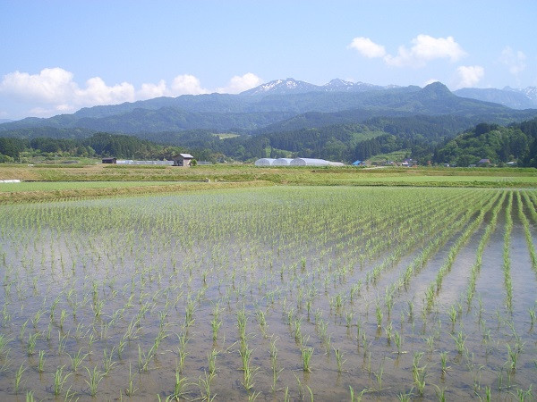 山からの雪解け水がおいしいお米を育て、生き物を育みます。夏には蛍も