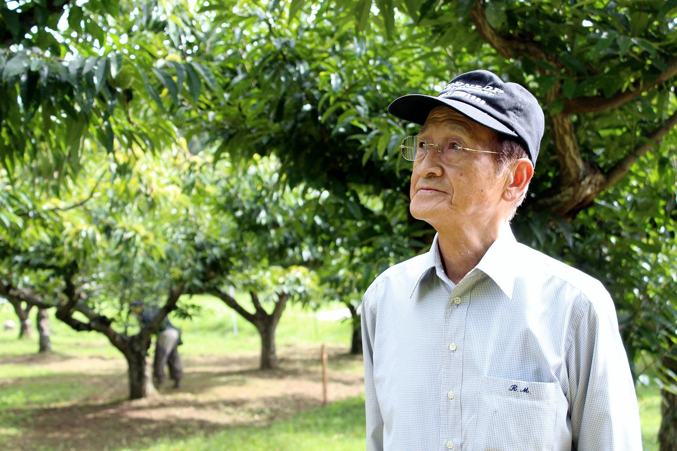栗栽培を始めて50年になる室田さん。