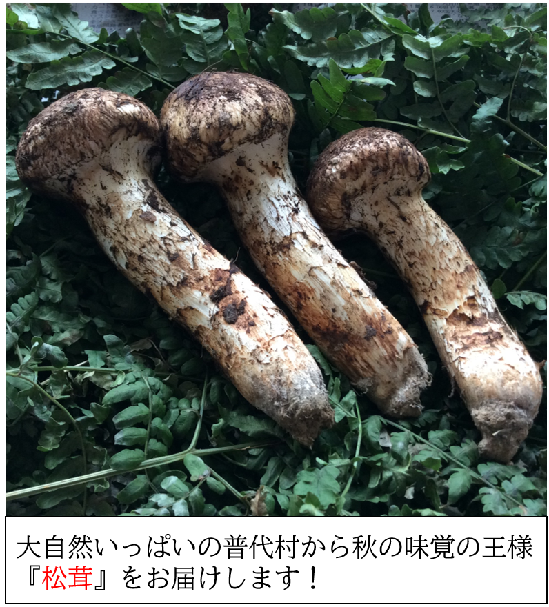 岩手県産 松茸9/2 1キロ強-