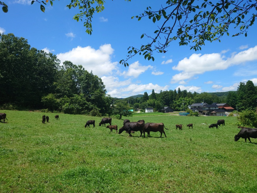 放牧スタイルでのびのび育つ牛たち。見学可能。