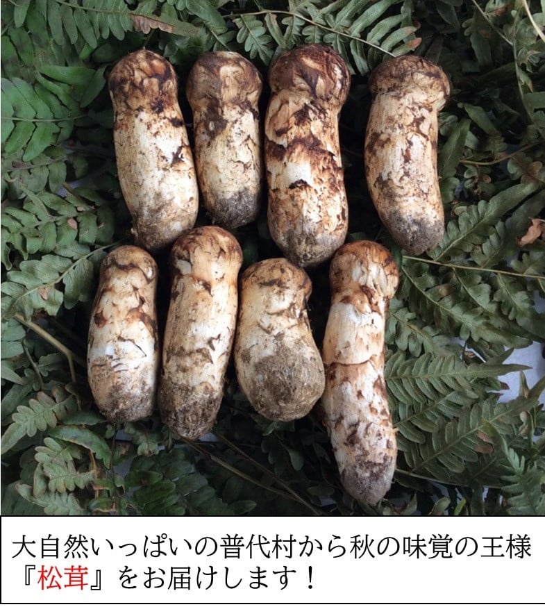 期間限定】岩手県産 天然松茸 約200ｇ 北三陸 【数量限定】 国産 訳