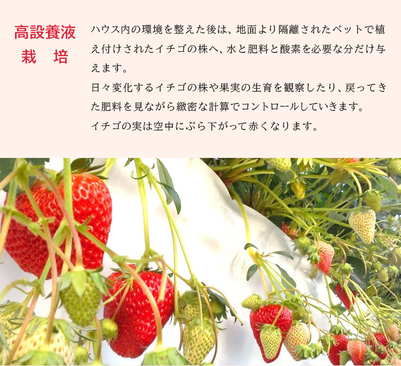 鈴木農園の「紅ほっぺ」イチゴです♪