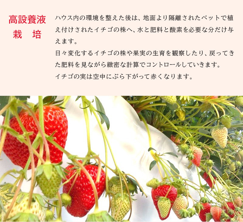 １５０２ 静岡県掛川市産 冷凍イチゴ 果肉も真っ赤な 紅ほっぺ ２ｋｇ(１ｋｇ×１袋・５００ｇ×２袋) 鈴木農園 (イチゴ・苺・いちご） - 静岡県掛川市｜ふるさとチョイス  - ふるさと納税サイト