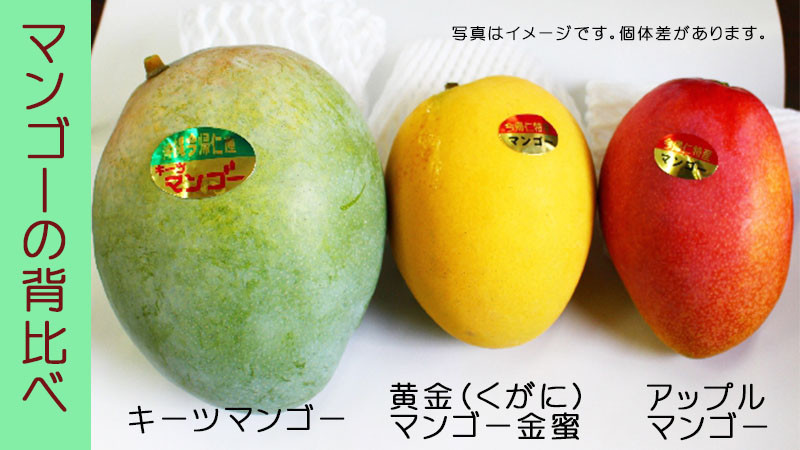 ブランド雑貨総合 ②沖縄 完熟マンゴー 金蜜マンゴー 1.5kg キンミツ