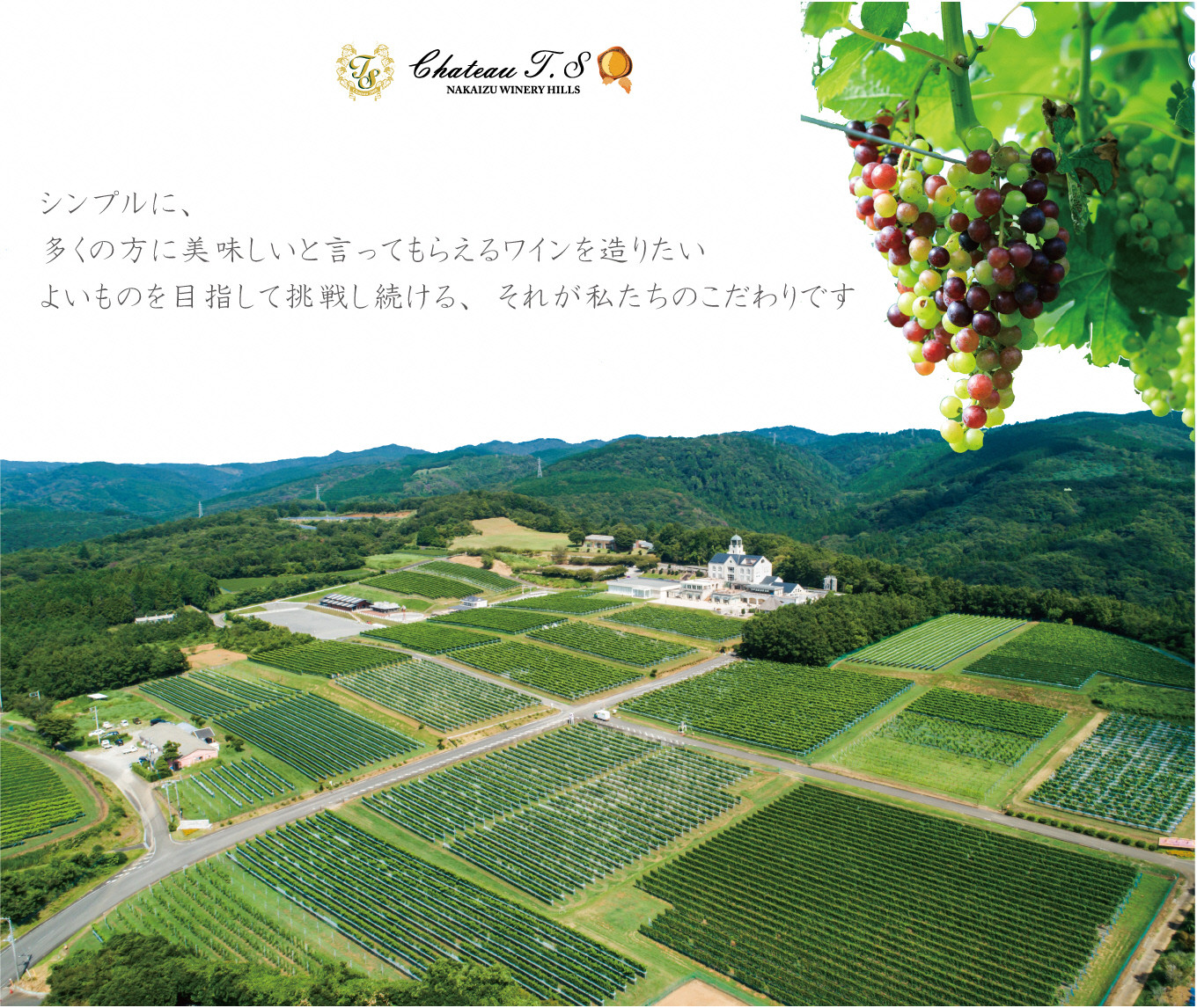 D-05 【中伊豆ワイナリー】ワイン6種セット - 静岡県伊豆市｜ふるさと