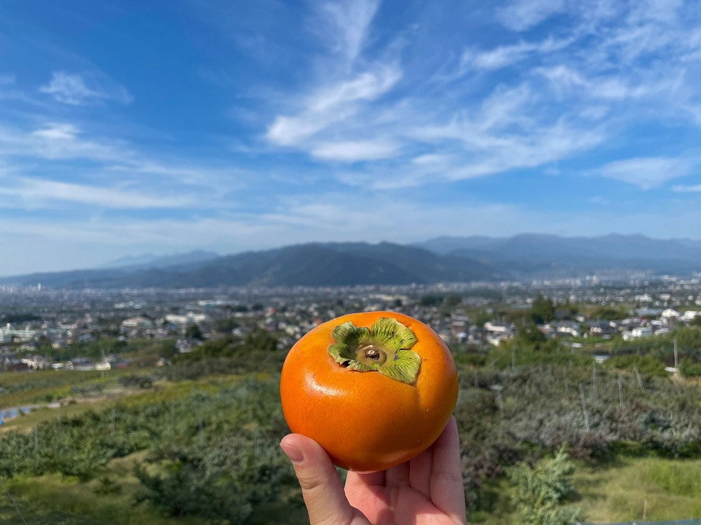 笛吹市石和町広瀬の「富有柿」約2.0kg - 山梨県笛吹市｜ふるさとチョイス - ふるさと納税サイト