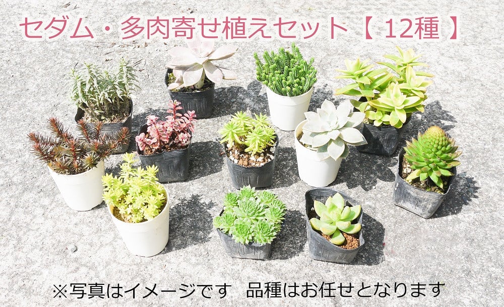 Bs077 セダム 多肉寄せ植えセット 花 苗 植物 家庭菜園 花壇 プランター ガーデニング 佐賀県みやき町 ふるさと納税 ふるさとチョイス