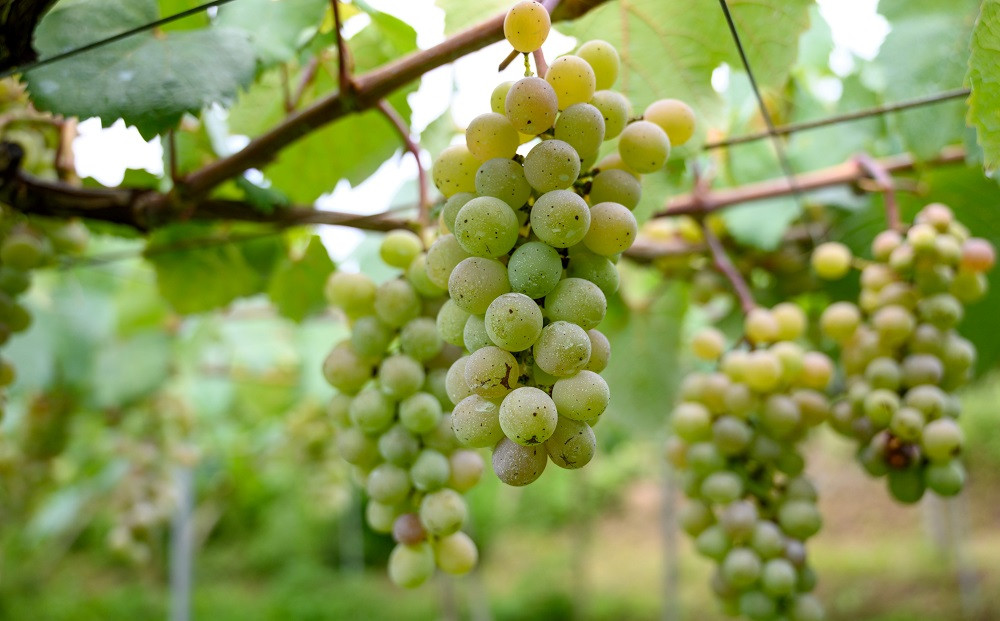 計14種の多様な葡萄を栽培しています