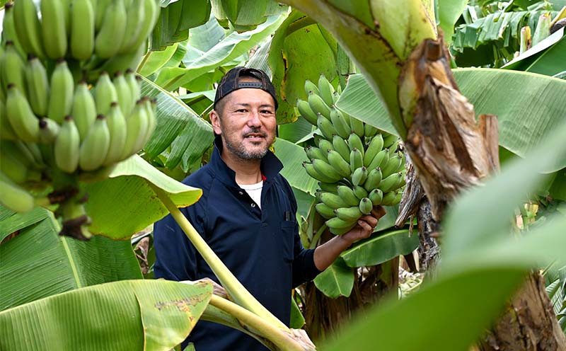 2022年発送】もとぶ町産アップルバナナ 3kg以上 - 沖縄県本部町｜ふるさとチョイス - ふるさと納税サイト