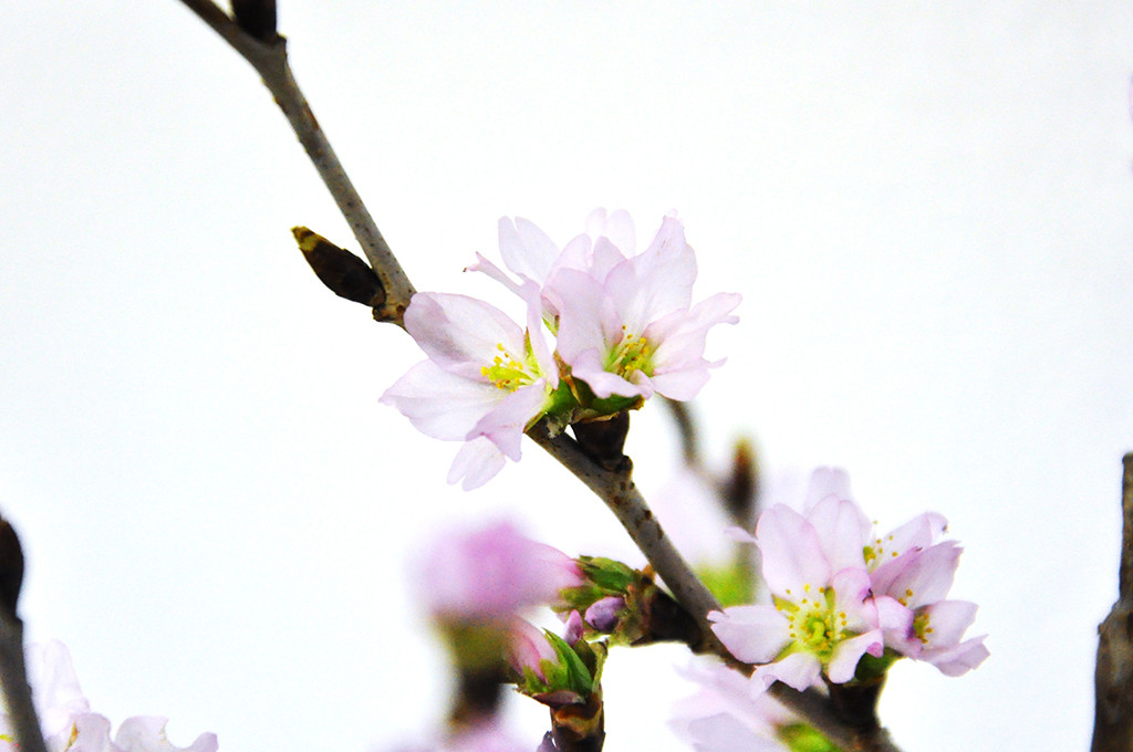薄ピンクの可愛らしい花が一足早い春の訪れを感じさせます。