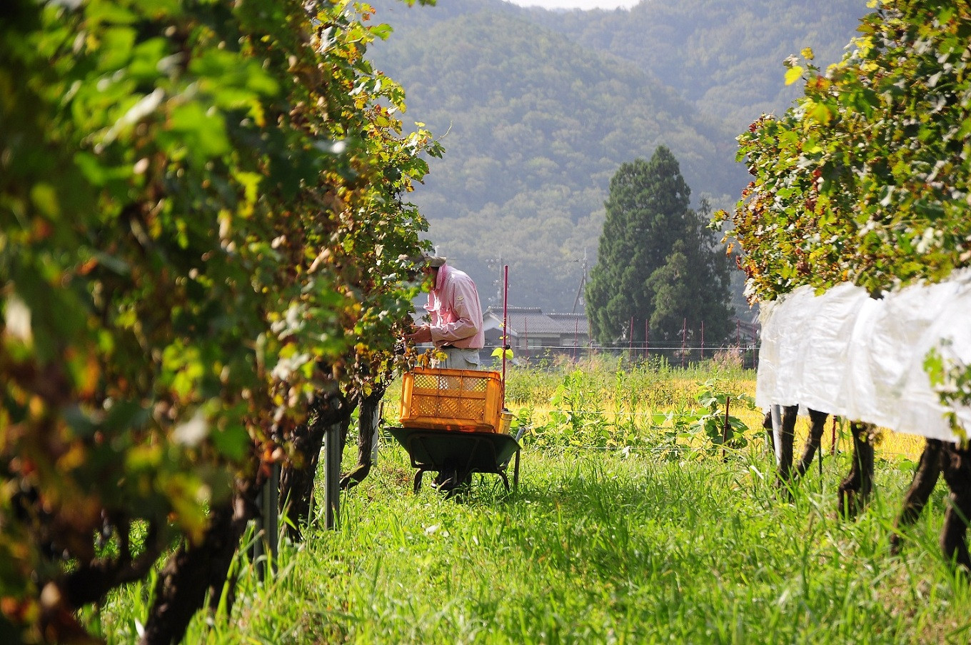 京丹波の美しい自然の中でワイン造りが行われています。