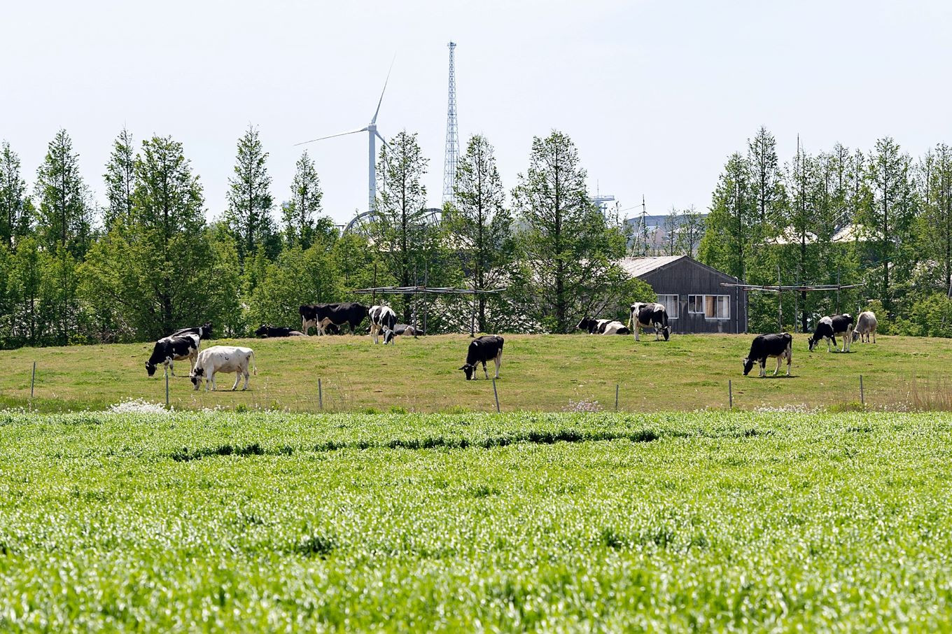 広い牧草地でのびのびと育った牛さんの搾りたて生乳を１００％使用。