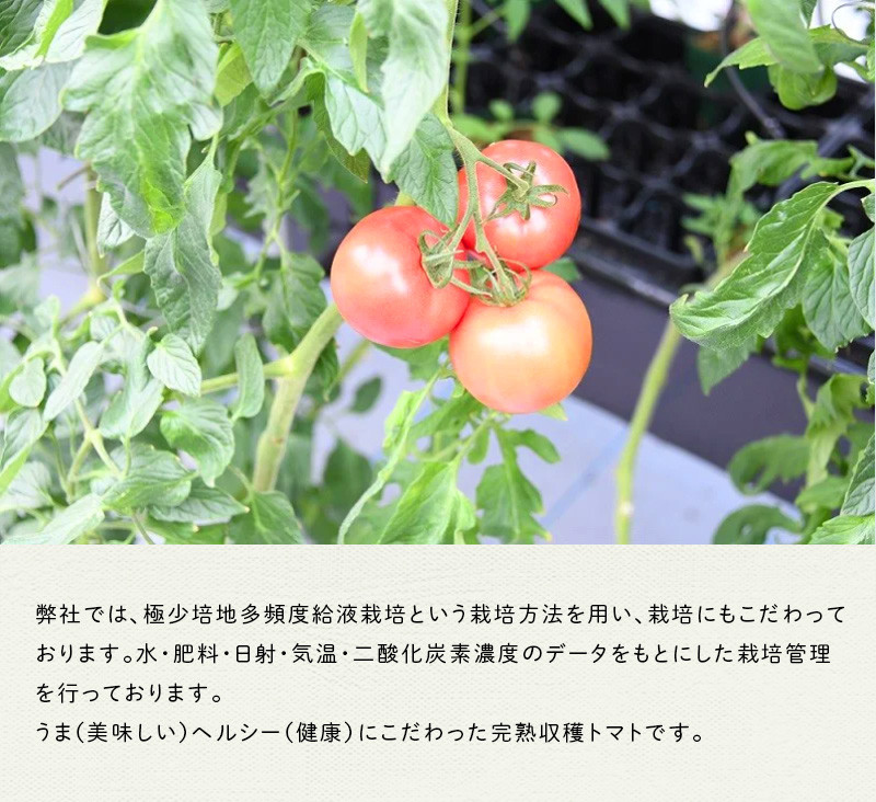 完熟で収穫した美味しいトマトです♪