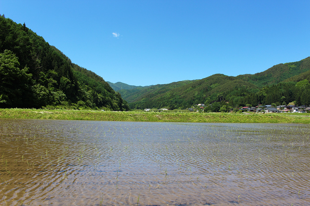 横川の流れる谷・川島地区でお米づくりをしています。
