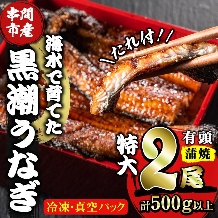 珍しい海水養殖ウナギ（特大サイズ）寄付金額 25,000 円