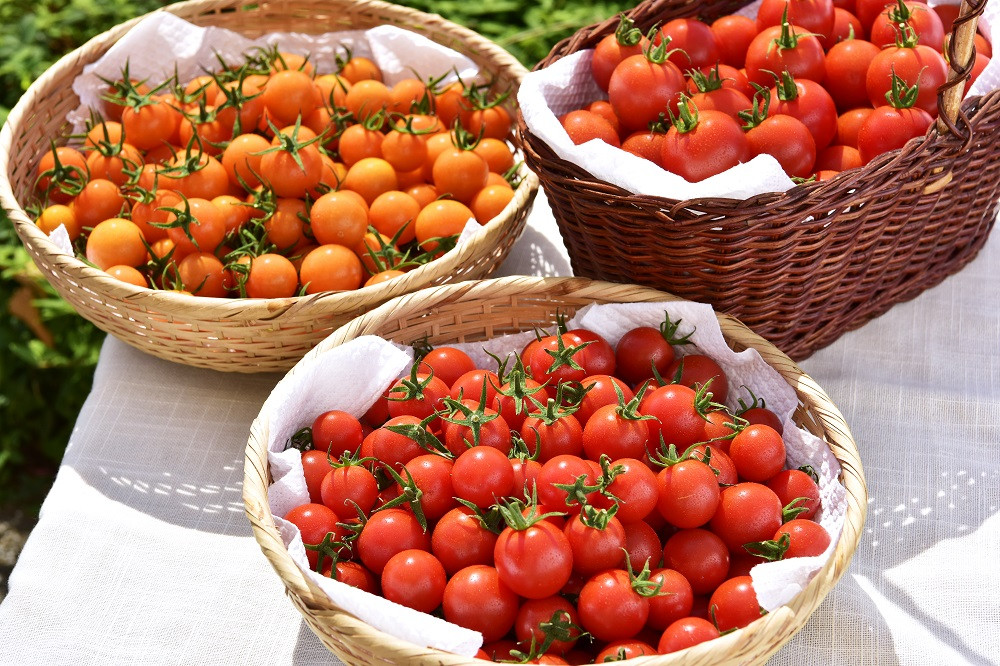 ふるさと納税 1-9-13 フルーツトマト 太陽のめぐみ 1kg 山梨県南アルプス市 熱販売
