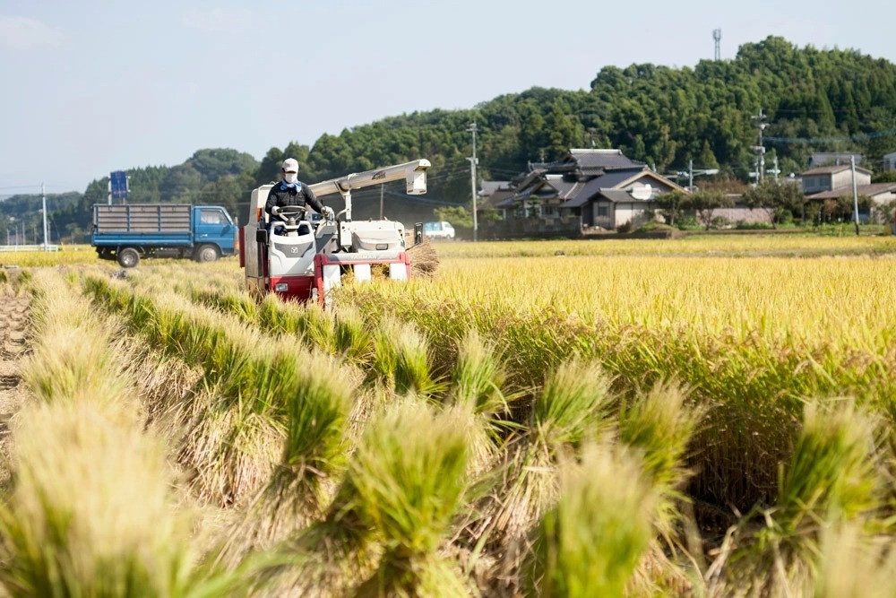 熊本県産 七条米 1.8キロ 精米 | www.fraynacho.com