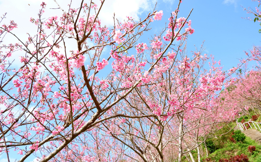 国頭村の満開の寒緋桜