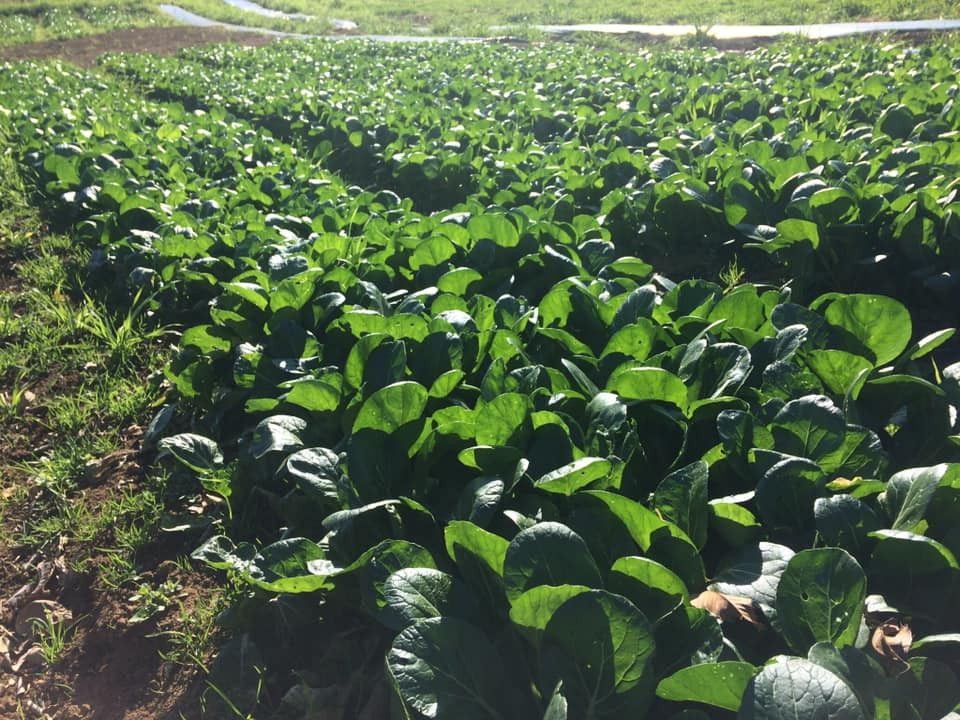 約6000坪の広大な農地で無農薬野菜を栽培しております。