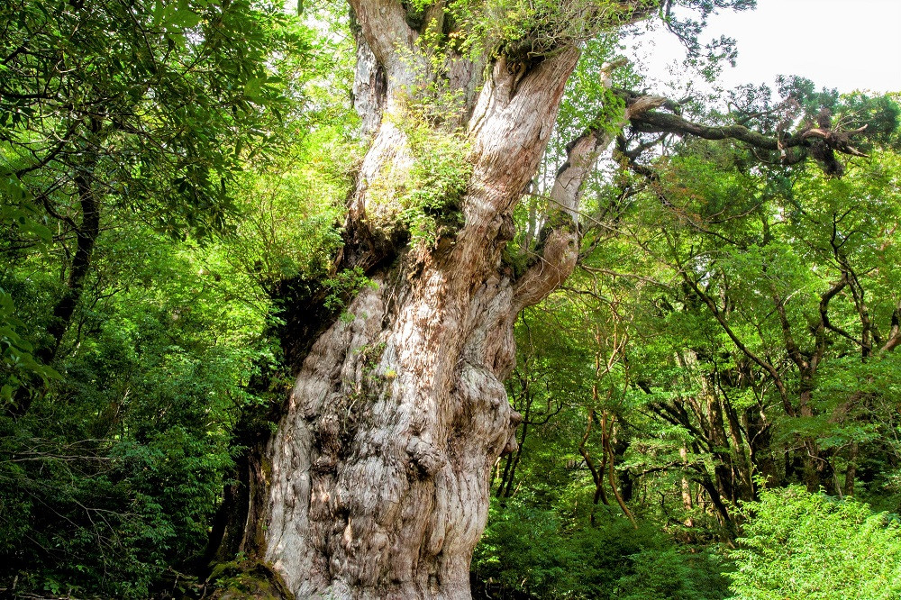 樹齢1,000年を超える「縄文杉」