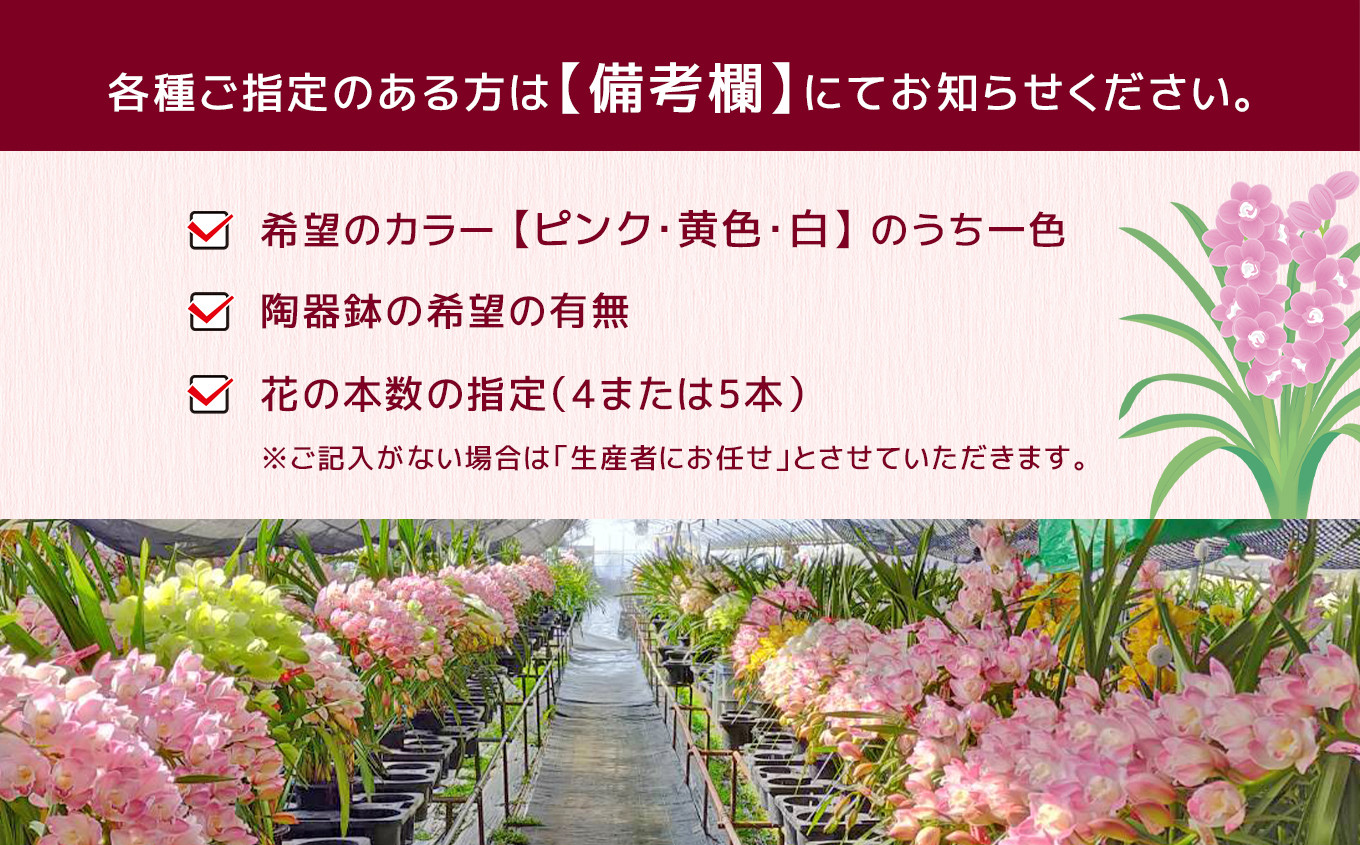 鉢花 シンビジウム 4～5本 （アーチ）