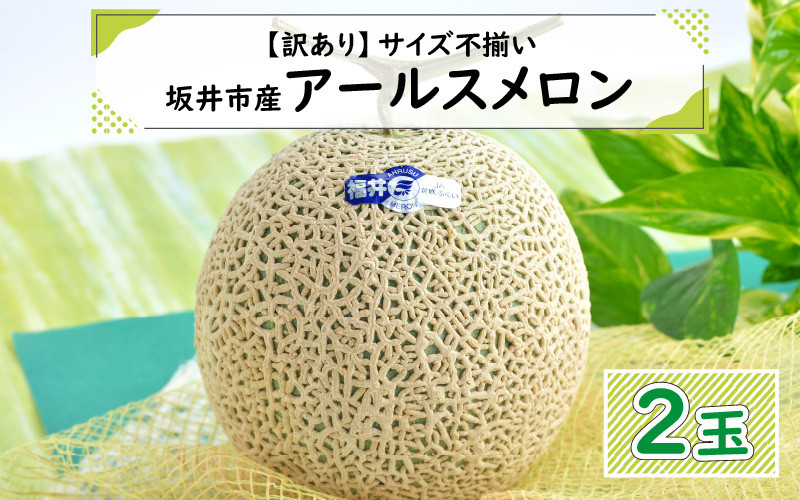 先行予約】【訳あり】坂井市産　福井県坂井市｜ふるさとチョイス　【2024年9月上旬以降順次発送予定】[A-3232]　アールスメロン　2玉　ふるさと納税サイト