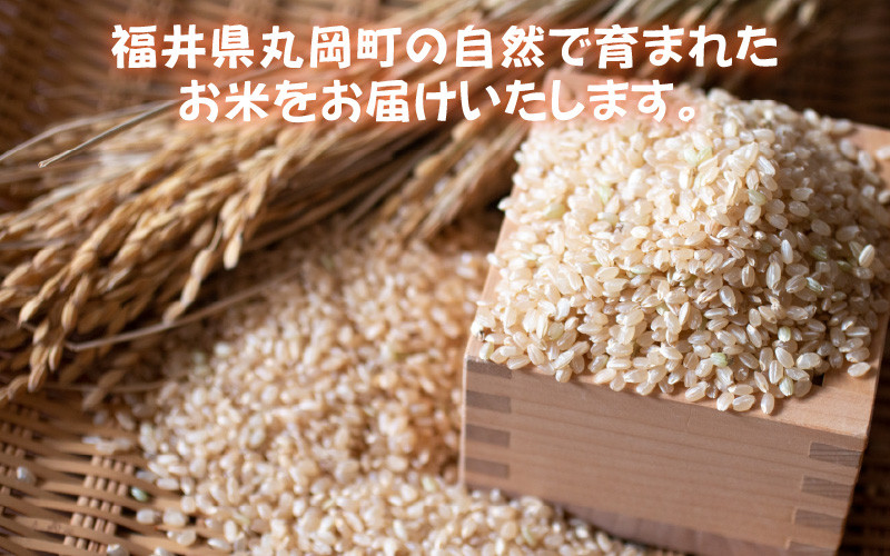 C-10851] 【令和5年産】おおかわさんちのコシヒカリ玄米 30kg - 福井県 