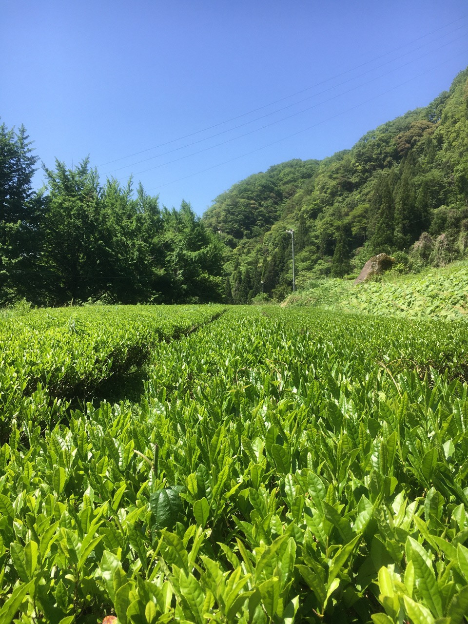 蛍茶園の様子