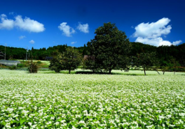 草間地域に咲く、そばの花