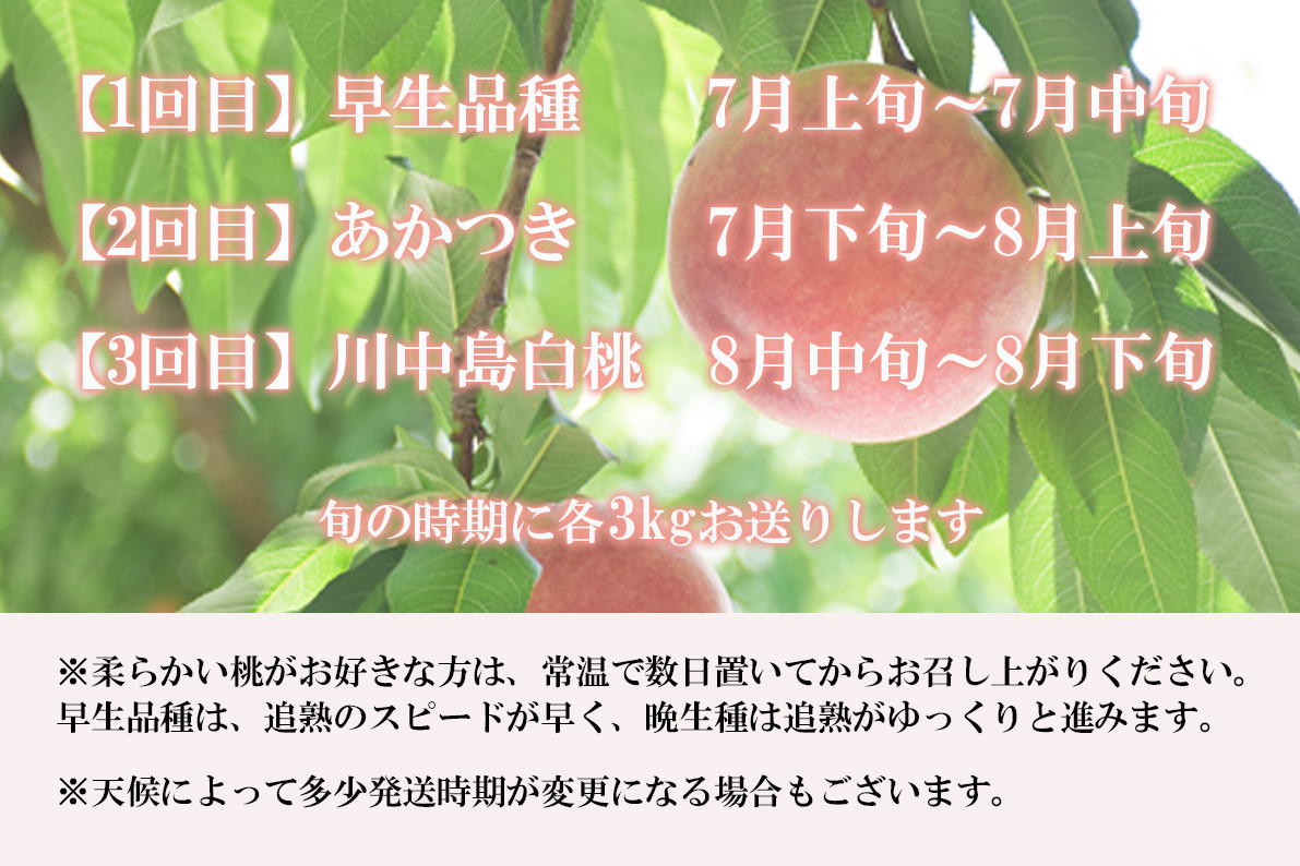 No.1843中野/佐藤果樹園 福島の桃３種定期便【2022年発送】 - 福島県福島市｜ふるさとチョイス - ふるさと納税サイト