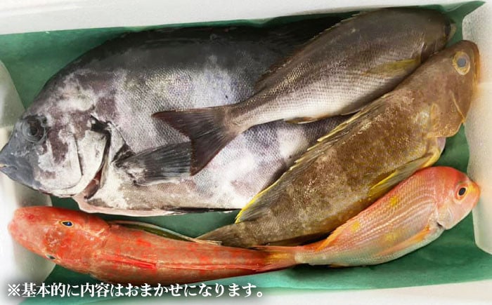 旬の地魚セット 2kg 五島市/五島FF PBJ010 - 長崎県五島市｜ふるさとチョイス - ふるさと納税サイト