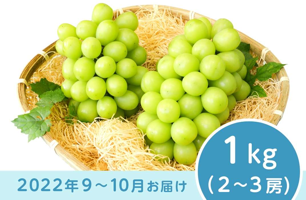 J0498シャインマスカット1kg【2022年9月以降出荷分】 - 長野県長野市｜ふるさとチョイス - ふるさと納税サイト