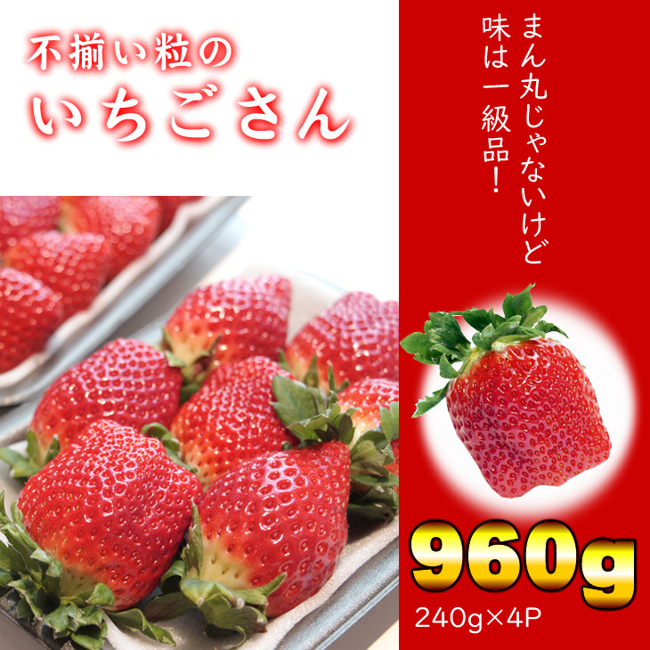 不揃い粒のいちごさん960ｇ（240ｇ×４Ｐ）江島農園 苺 - 佐賀県小城市