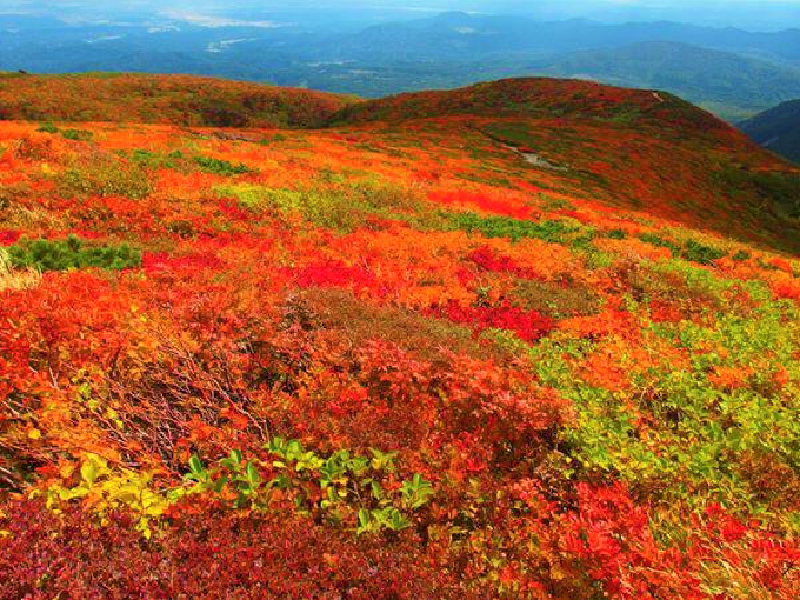 通称「神の絨毯」　登山家たちから日本一とも呼ばれている紅葉