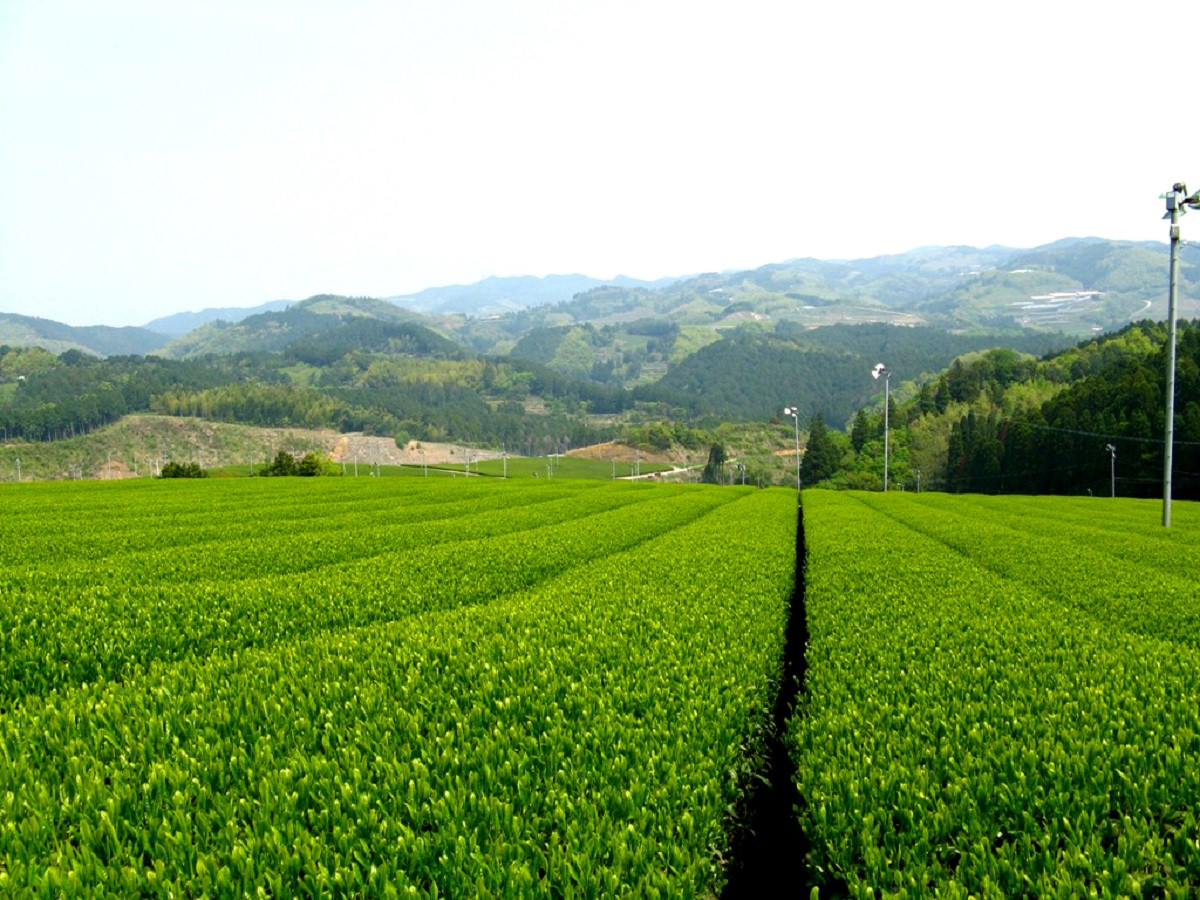 2024年 福袋】創業73年のお茶屋が作る 八女茶100％煎茶 1.2kg ＜岩崎園