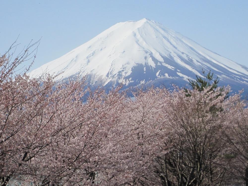 梅・桜・菜の花、百花万葉従えて春風にたつ富士
