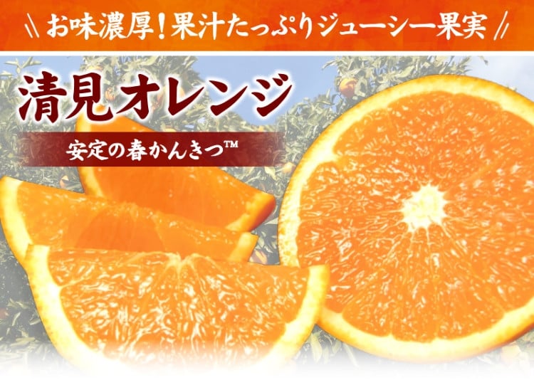 清見オレンジ約8kg / 果実サイズおまかせ ※2024年2月中旬～4月下旬頃発送予定 / 紀伊国屋文左衛門本舗 - 和歌山県新宮市｜ふるさとチョイス  - ふるさと納税サイト