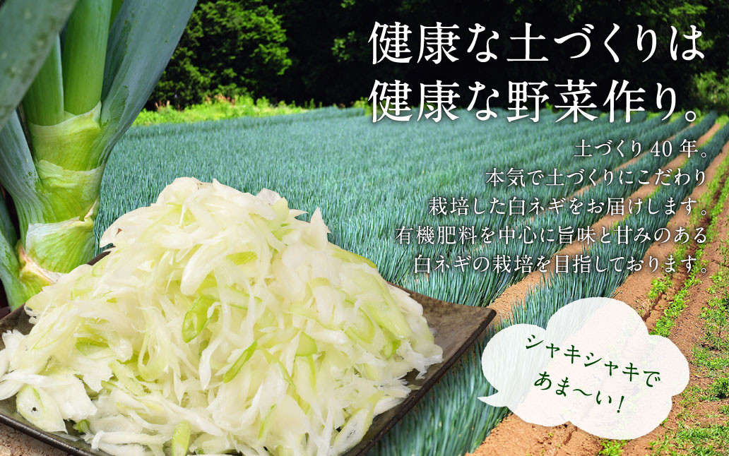 073-830 大分県産 白ネギ しゃぶしゃぶ セット 計1.1kg ポン酢付き 豚肉 鍋セット お鍋