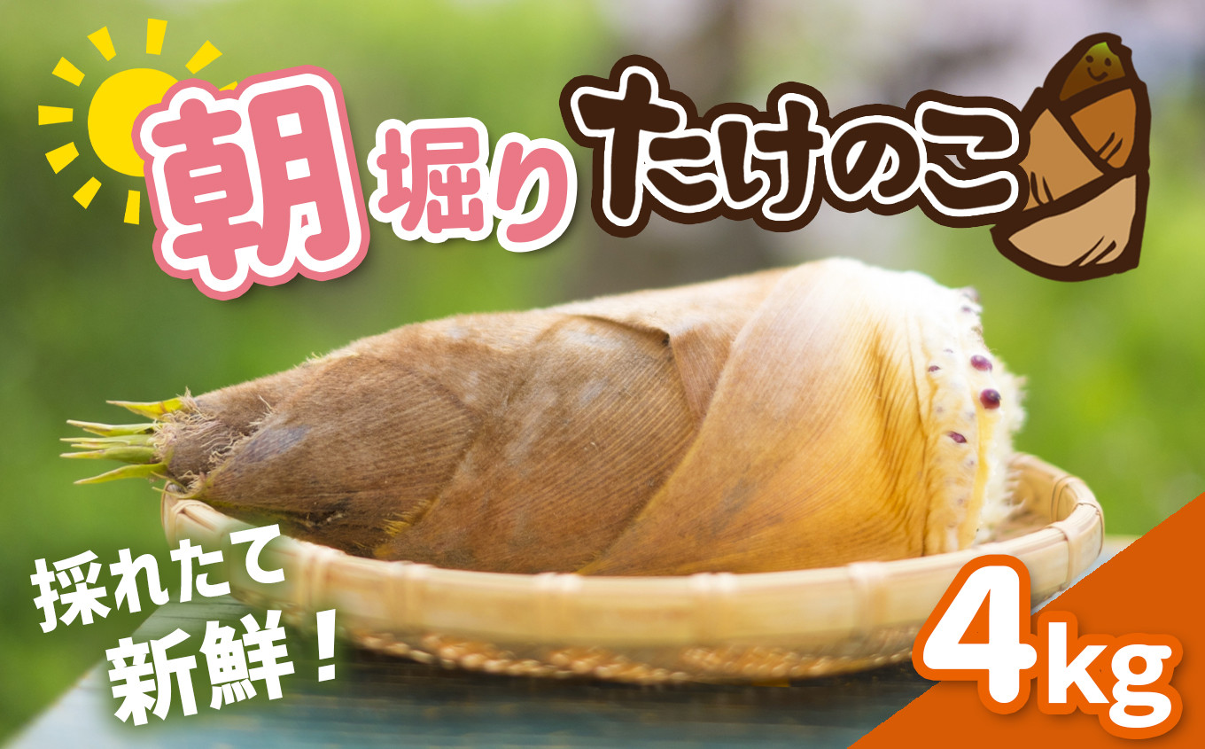 朝掘りたけのこ 約4kg - 熊本県玉名市｜ふるさとチョイス - ふるさと