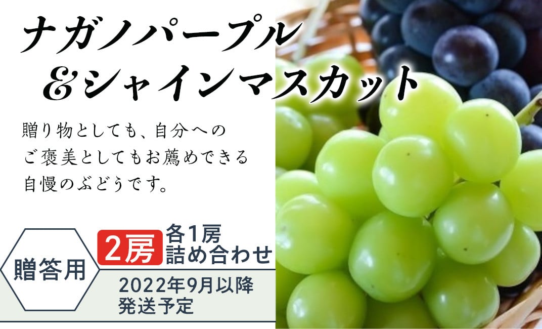 J0713【贈答用】ナガノパープル＆シャインマスカット各1房詰合せ【2022年9月発送予定】Hoshina farm - 長野県長野市｜ふるさとチョイス  - ふるさと納税サイト