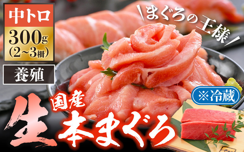 e04-a071] 「生本まぐろ」中トロ 300g（2～3柵）まぐろの王様！！【本まぐろ 鮪 ホンマグロ まぐろ 中とろ 冷蔵 お取り寄せ グルメ】  - 福井県越前町｜ふるさとチョイス - ふるさと納税サイト