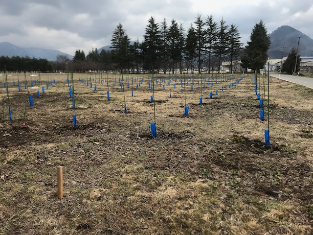 筋肉痛と戦いながら、2021春に苗木を870本植えました。